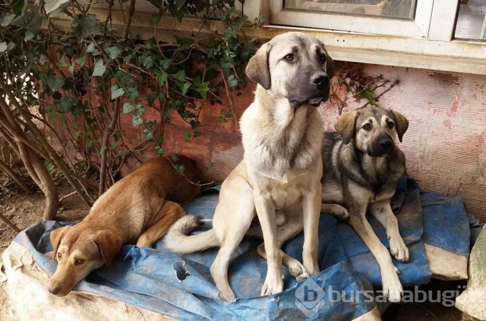 Engelli köpeklerin yaşadığı barınak yardımlarınızı bekliyor