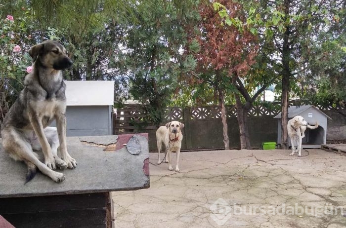 Engelli köpeklerin yaşadığı barınak yardımlarınızı bekliyor