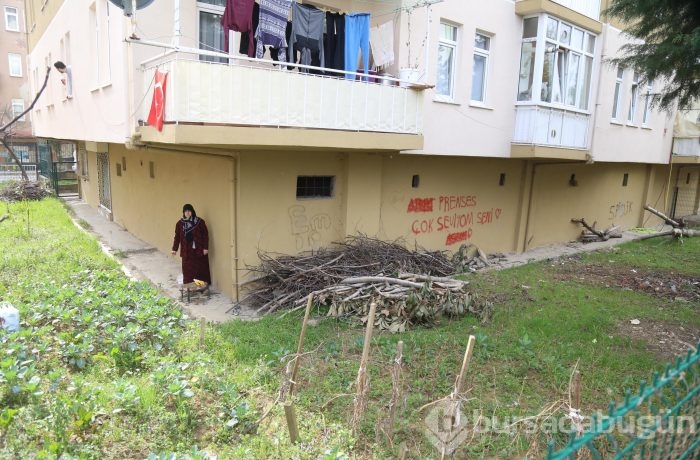 15 meyve ağacını kesince...