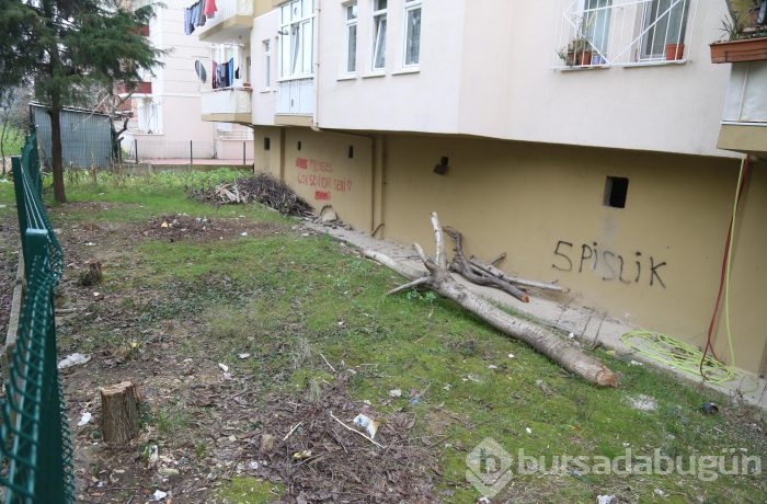 15 meyve ağacını kesince...