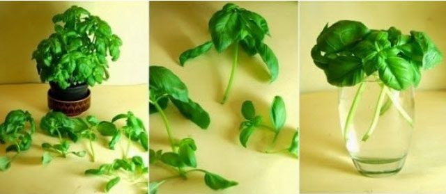 Sebzelerin köklerini çöpe atmayın!