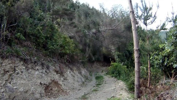 Bakın ağaçtan ne yaptı