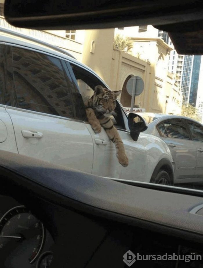 Sadece Dubai'de görebileceğiniz garip şeyler