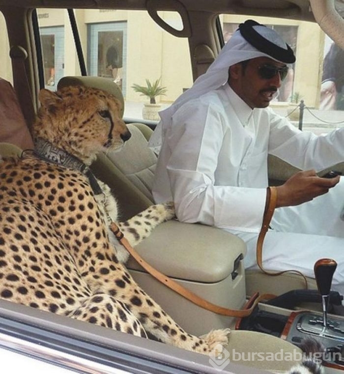 Sadece Dubai'de görebileceğiniz garip şeyler