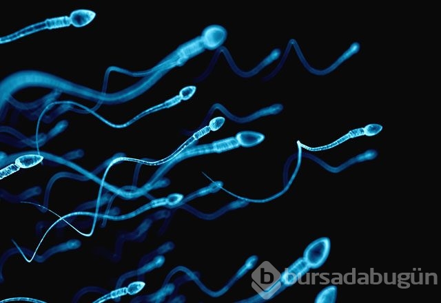 Erkekler mutlaka ceviz tüketmeli!