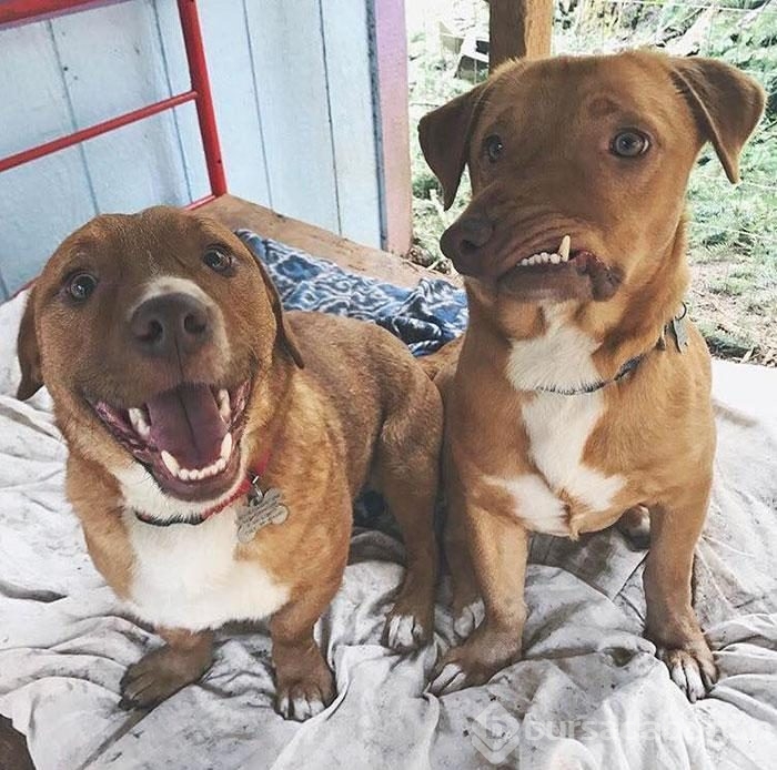 Çenesi yamuk köpek için umut doğdu!