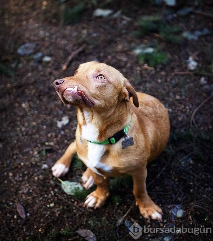 Çenesi yamuk köpek için umut doğdu!