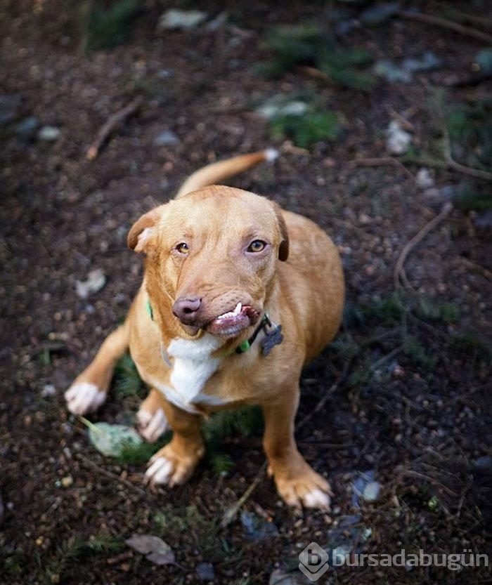 Çenesi yamuk köpek için umut doğdu!