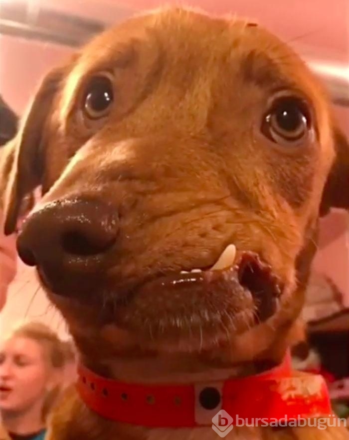 Çenesi yamuk köpek için umut doğdu!
