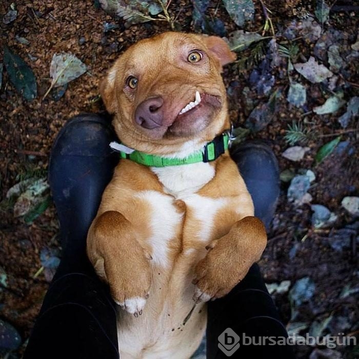 Çenesi yamuk köpek için umut doğdu!
