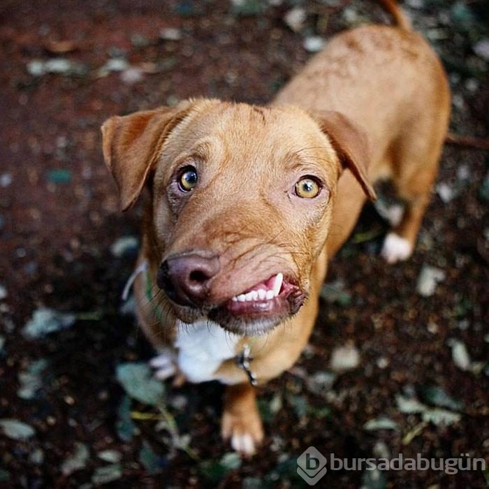 Çenesi yamuk köpek için umut doğdu!