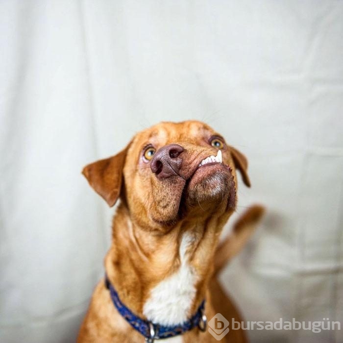 Çenesi yamuk köpek için umut doğdu!