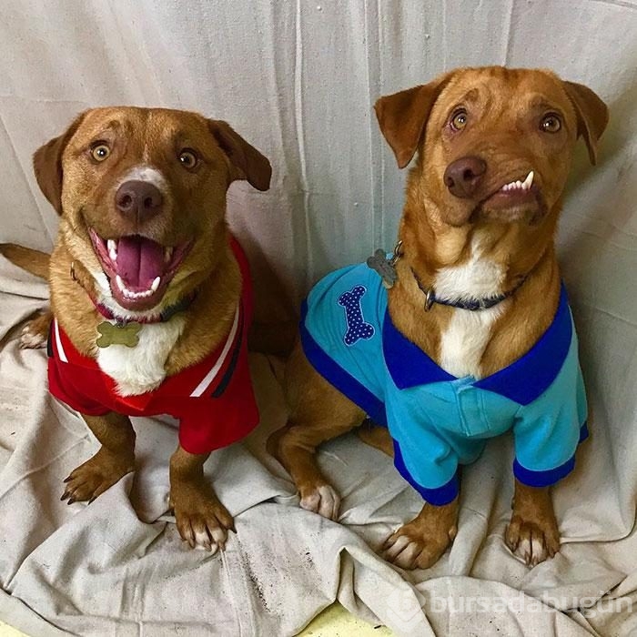Çenesi yamuk köpek için umut doğdu!