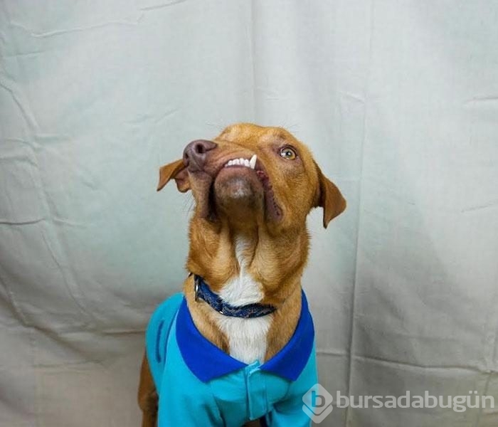 Çenesi yamuk köpek için umut doğdu!