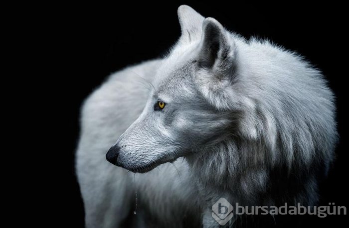Smithsonian Fotoğraf Ödülleri'nin finalistleri açıklandı