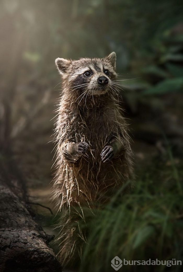 Smithsonian Fotoğraf Ödülleri'nin finalistleri açıklandı