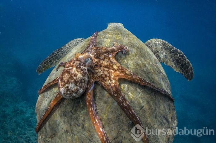Smithsonian Fotoğraf Ödülleri'nin finalistleri açıklandı