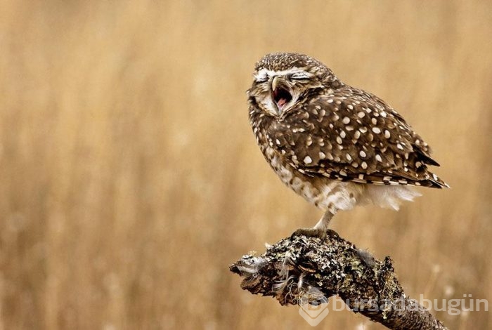 Smithsonian Fotoğraf Ödülleri'nin finalistleri açıklandı