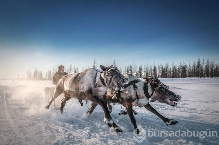 Smithsonian Fotoğraf Ödülleri'nin finalistleri açıklandı