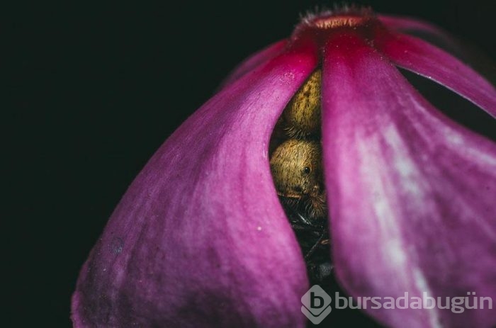 Smithsonian Fotoğraf Ödülleri'nin finalistleri açıklandı