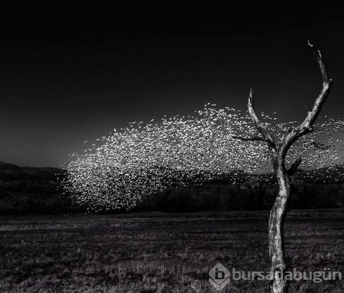 Smithsonian Fotoğraf Ödülleri'nin finalistleri açıklandı