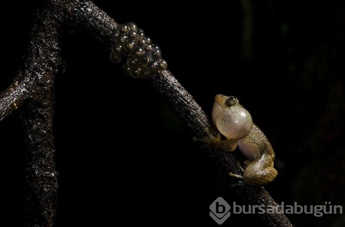 Smithsonian Fotoğraf Ödülleri'nin finalistleri açıklandı