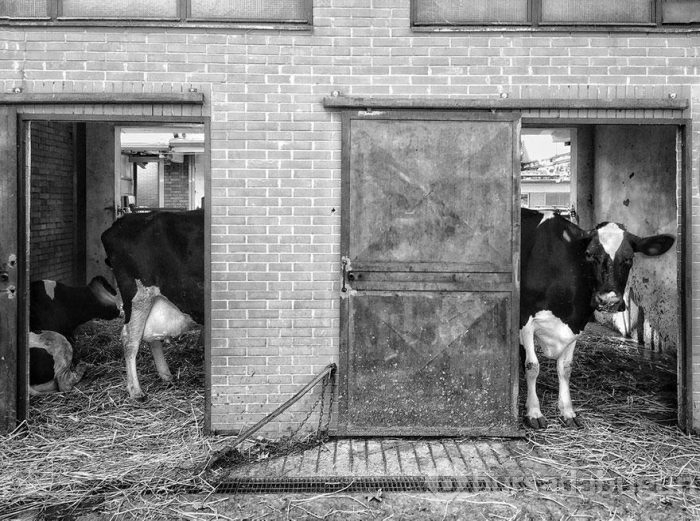 Smithsonian Fotoğraf Ödülleri'nin finalistleri açıklandı