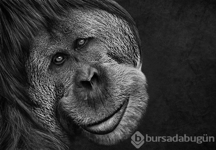 Smithsonian Fotoğraf Ödülleri'nin finalistleri açıklandı