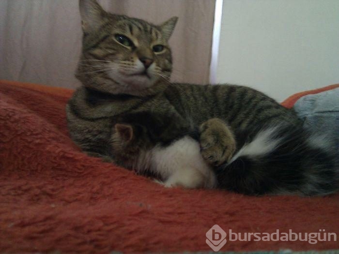 Avuç kadarken bulunan kediyi kedi sahiplenince...
