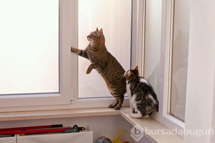 Avuç kadarken bulunan kediyi kedi sahiplenince...
