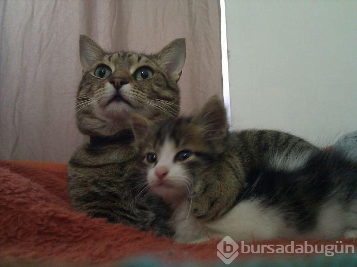 Avuç kadarken bulunan kediyi kedi sahiplenince...