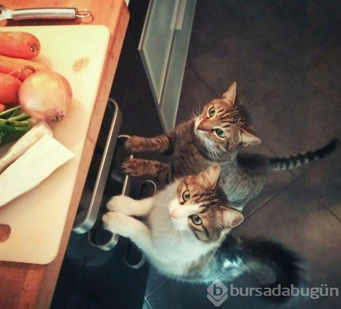 Avuç kadarken bulunan kediyi kedi sahiplenince...