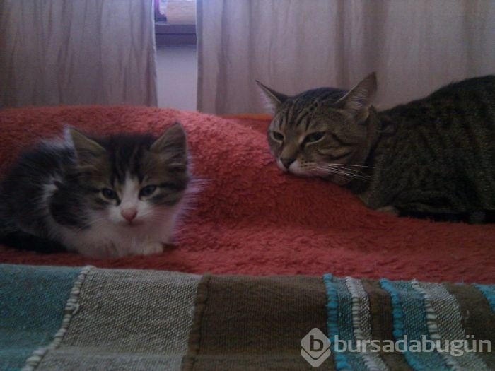 Avuç kadarken bulunan kediyi kedi sahiplenince...