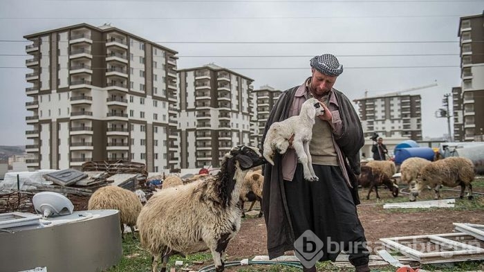 Lüks sitelerin arasında bir çoban