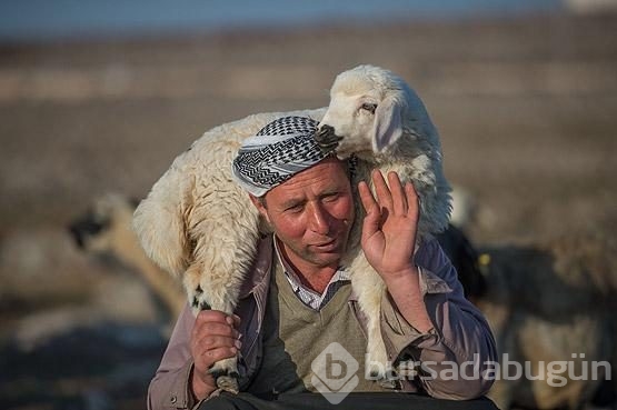Lüks sitelerin arasında bir çoban