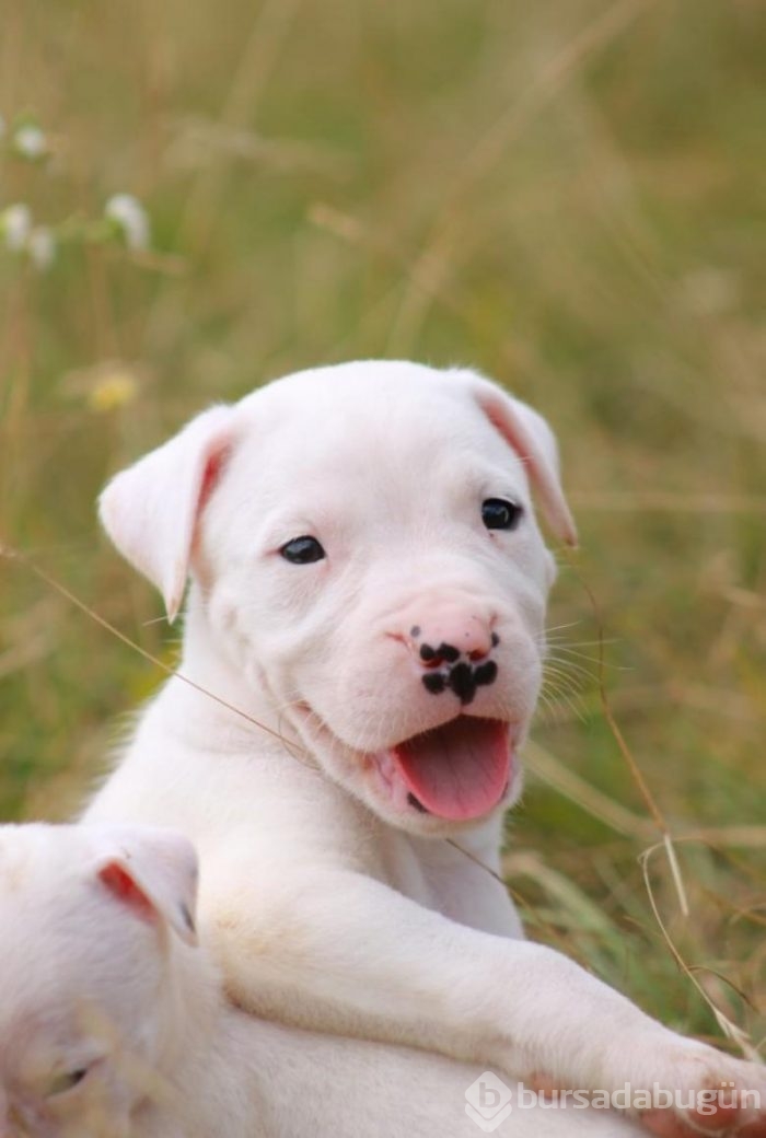 Dünyanın en tehlikeli 11 köpeğinin yavru halleri...