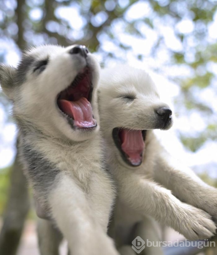 Dünyanın en tehlikeli 11 köpeğinin yavru halleri...