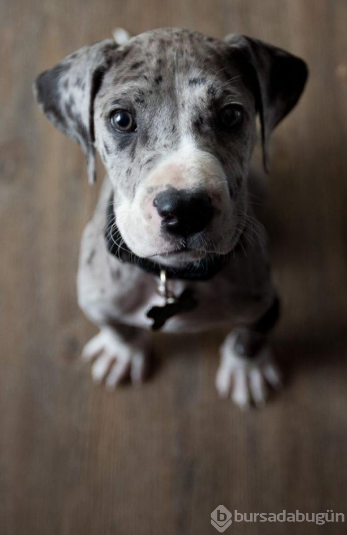 Dünyanın en tehlikeli 11 köpeğinin yavru halleri...