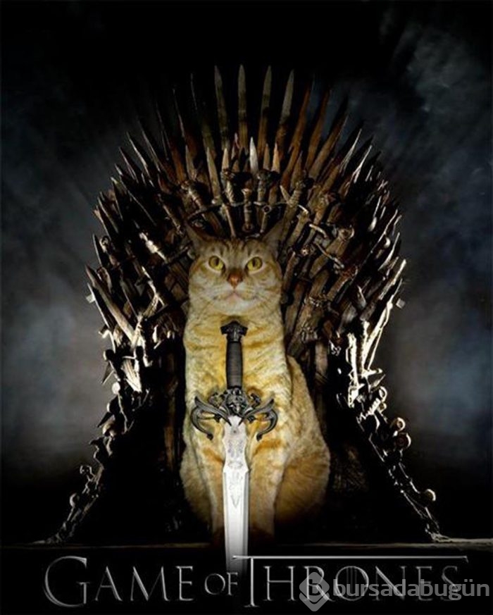 Bu da "Cats of Thrones"