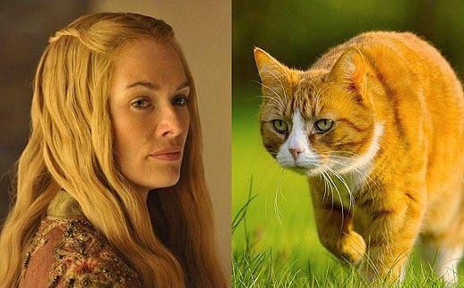 Bu da "Cats of Thrones"