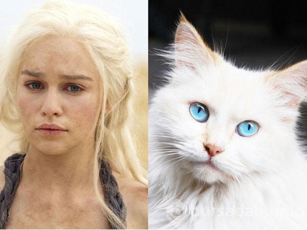 Bu da "Cats of Thrones"