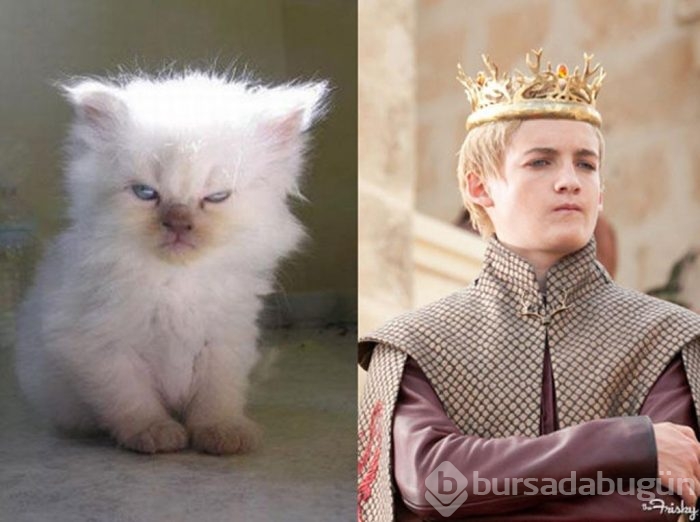 Bu da "Cats of Thrones"