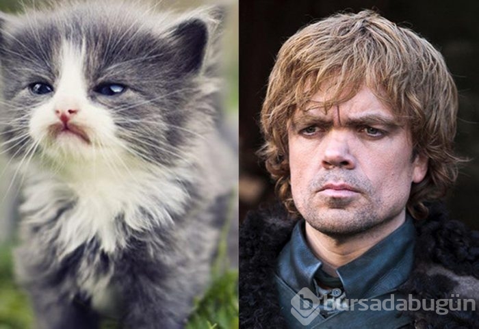 Bu da "Cats of Thrones"