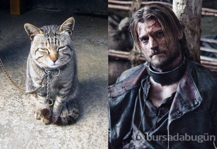 Bu da "Cats of Thrones"