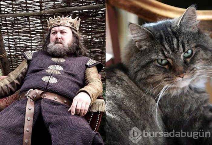 Bu da "Cats of Thrones"