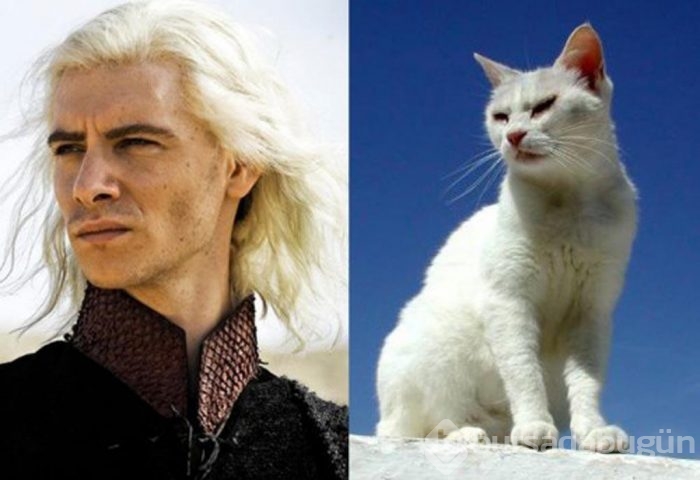 Bu da "Cats of Thrones"