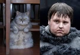 Bu da "Cats of Thrones"