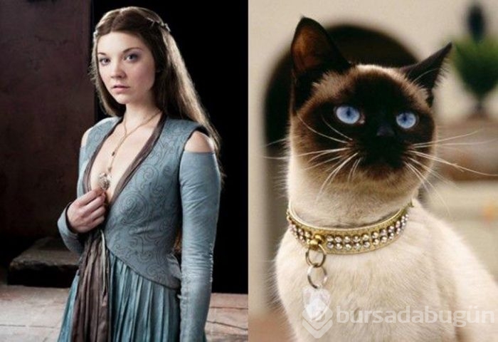 Bu da "Cats of Thrones"
