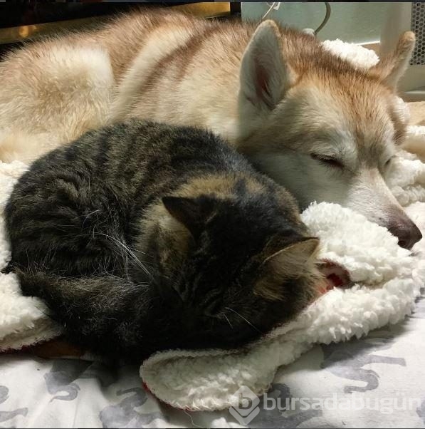 Köpek, yavru kediye kol kanat gerdi