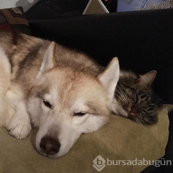 Köpek, yavru kediye kol kanat gerdi